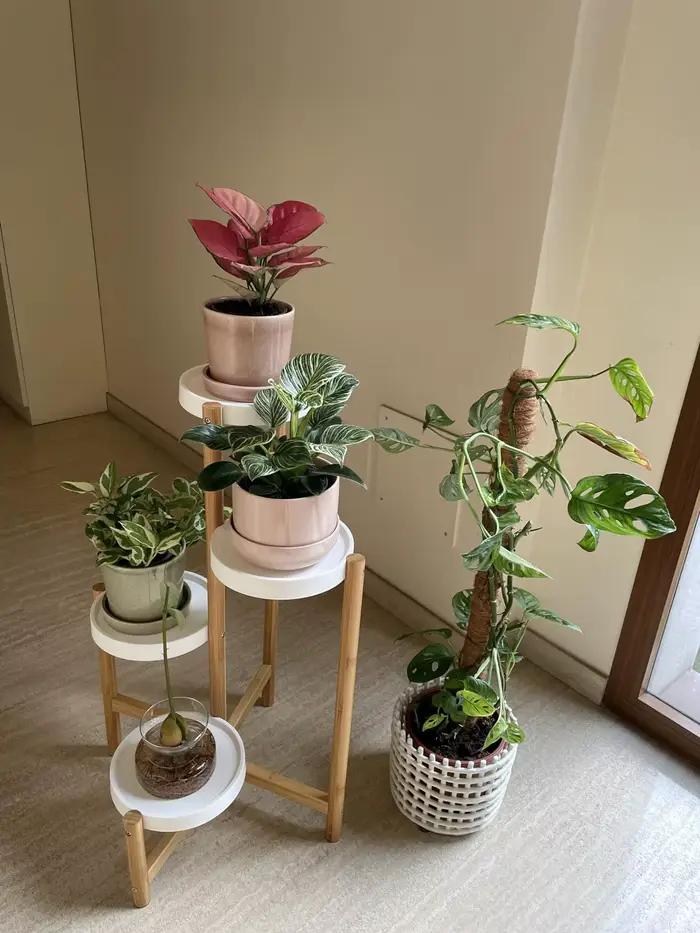 Porte Plante en Bambou, Etagère Plantes à 4 Niveaux Escalier Plantes sur Pieds Intérieur Extérieur p